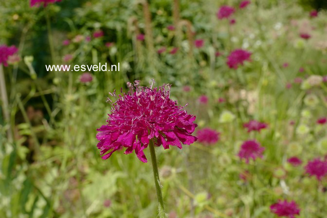 Knautia macedonica