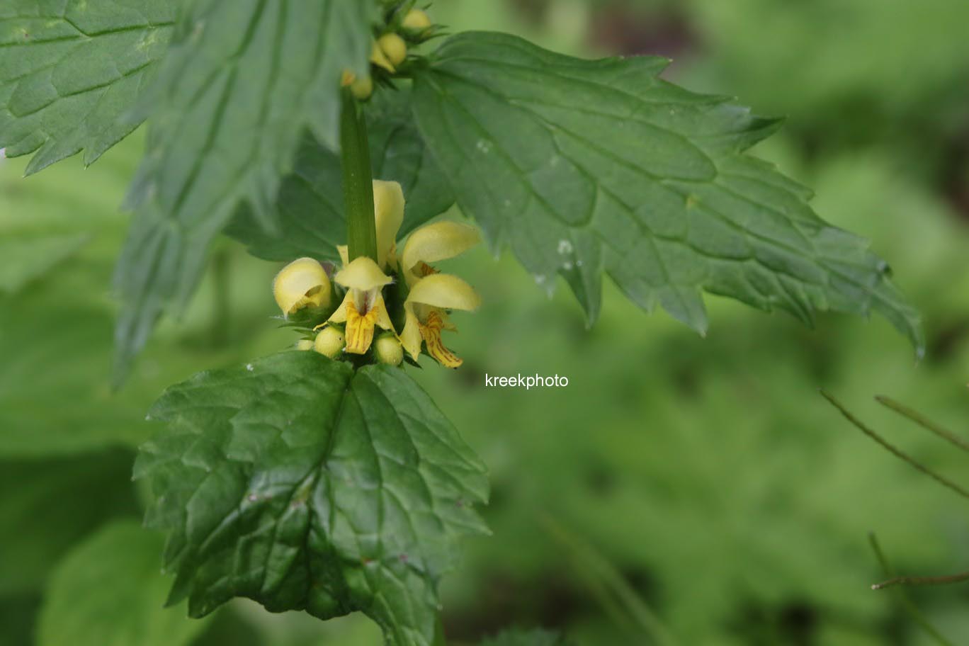 Lamiastrum galeobdolon