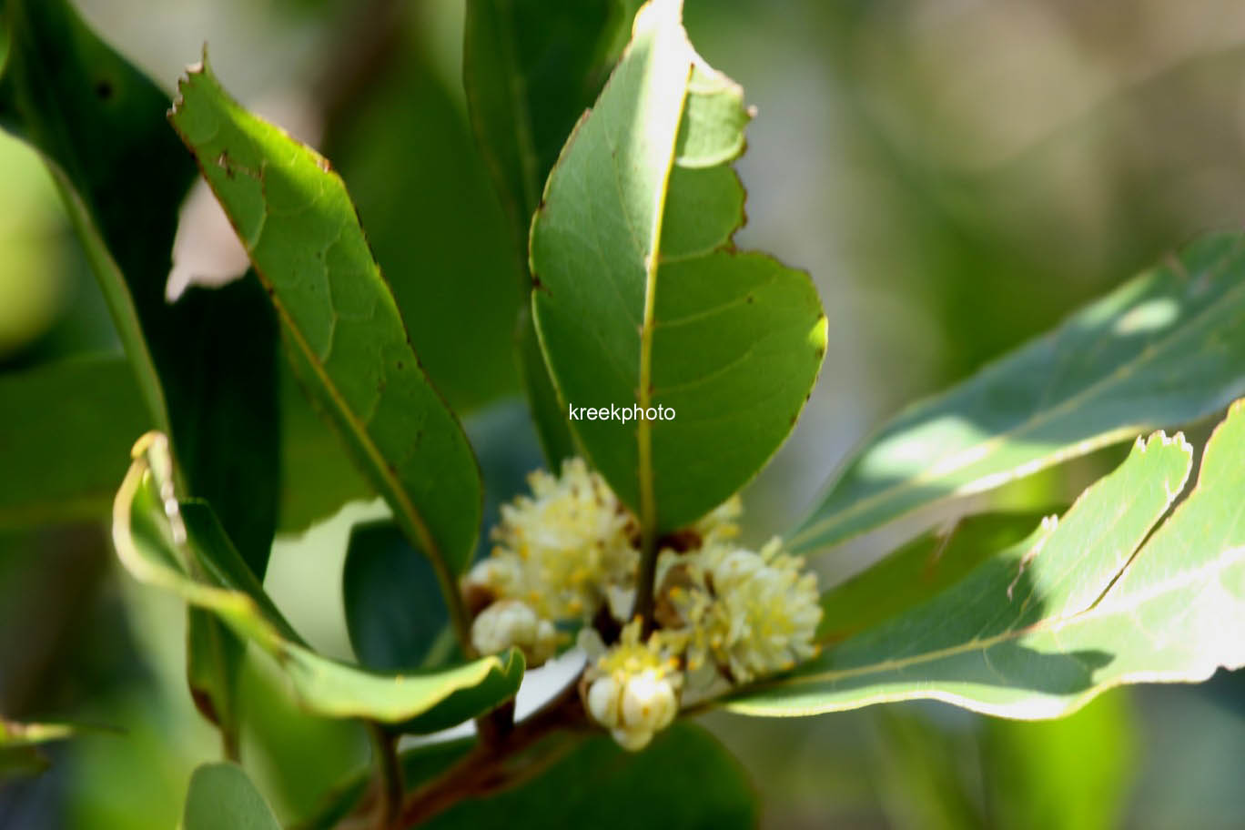 Laurus novocanariensis