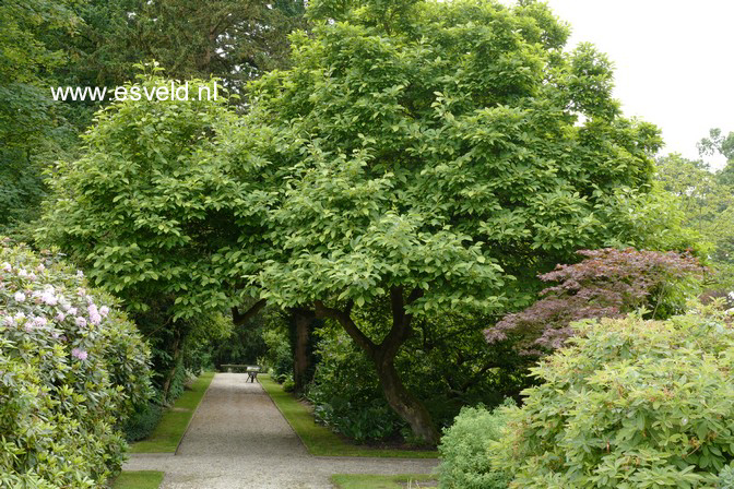 Magnolia soulangeana