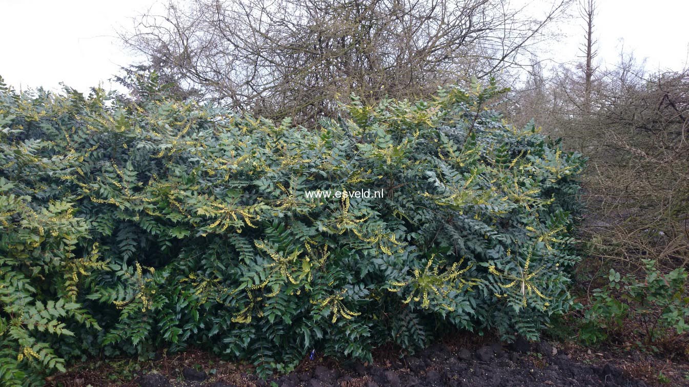 Mahonia media 'Winter Sun'