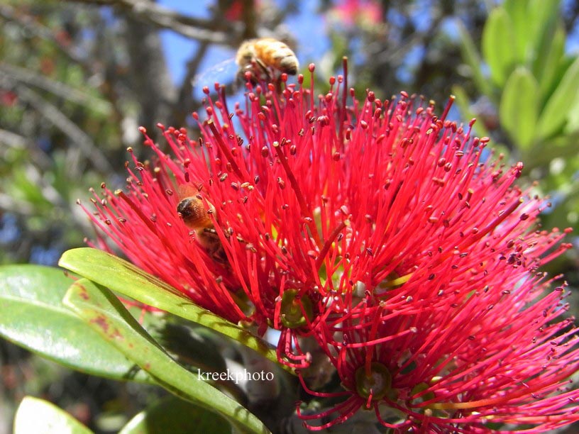 Metrosideros excelsa