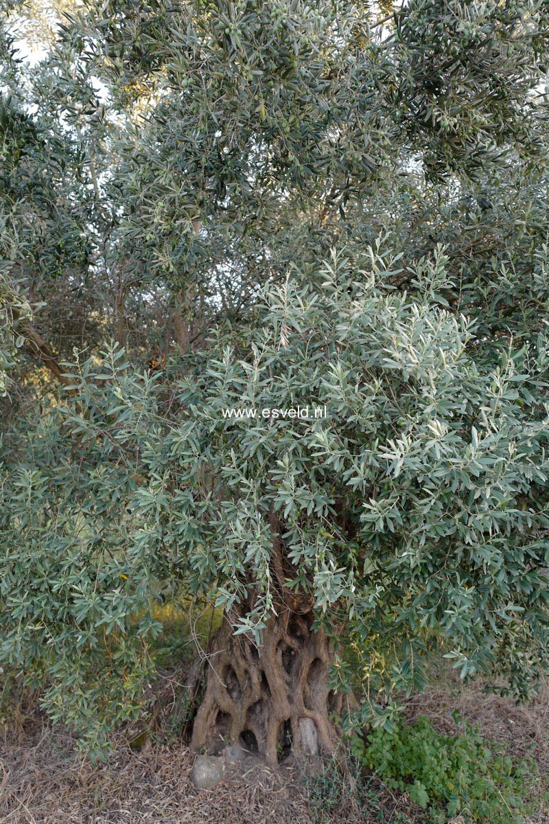 Olea europaea