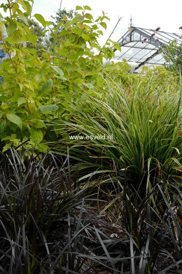 Ophiopogon planiscapus 'Niger'