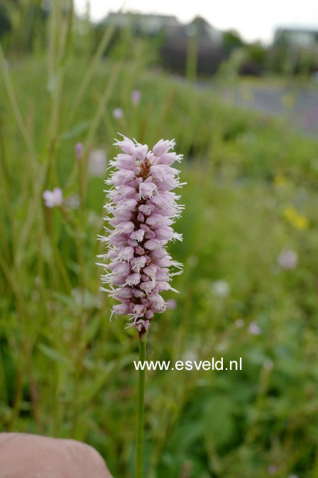 Persicaria bistorta