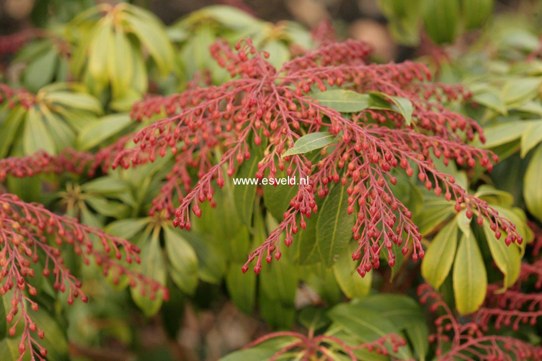 Pieris japonica 'Katsura'