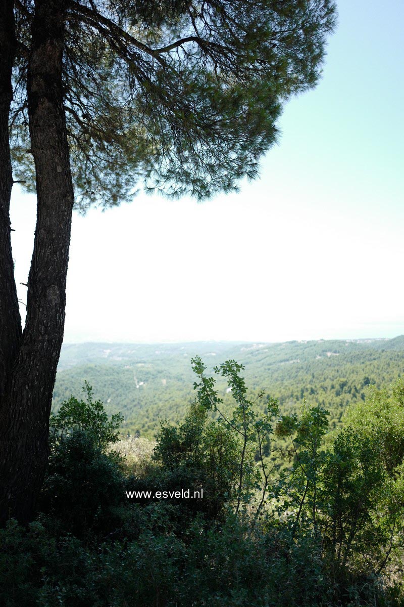 Pinus halepensis
