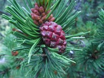 Pinus mugo subsp. uncinata