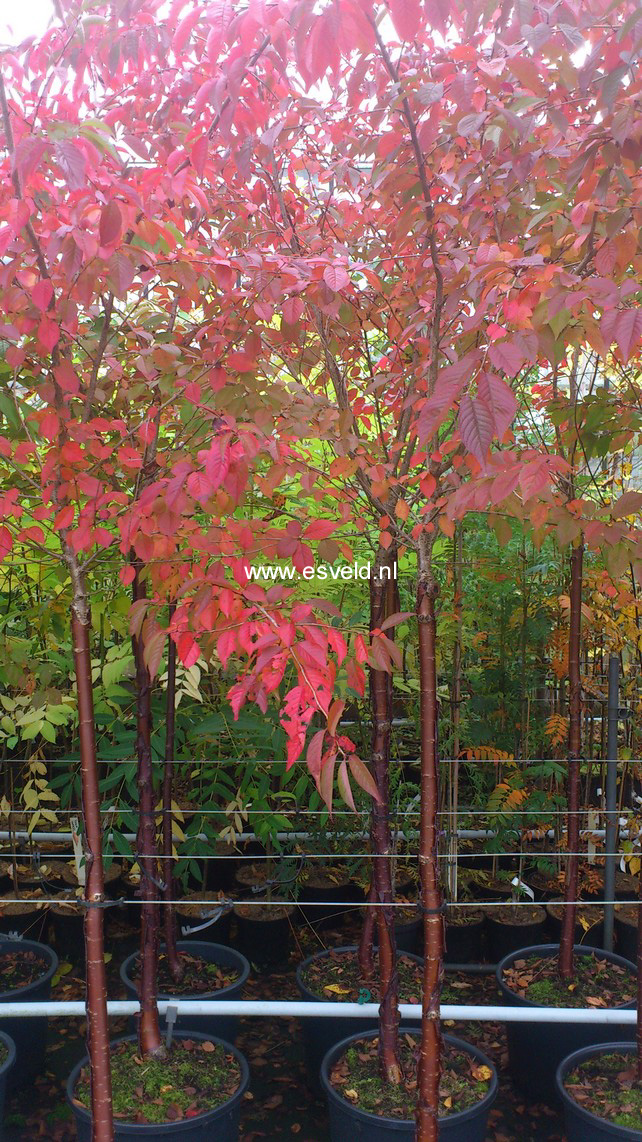 Prunus nipponica 'Felice'