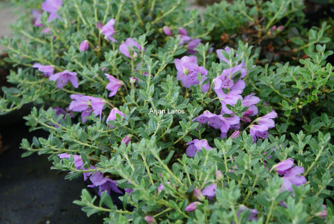 Rhododendron augustinii
