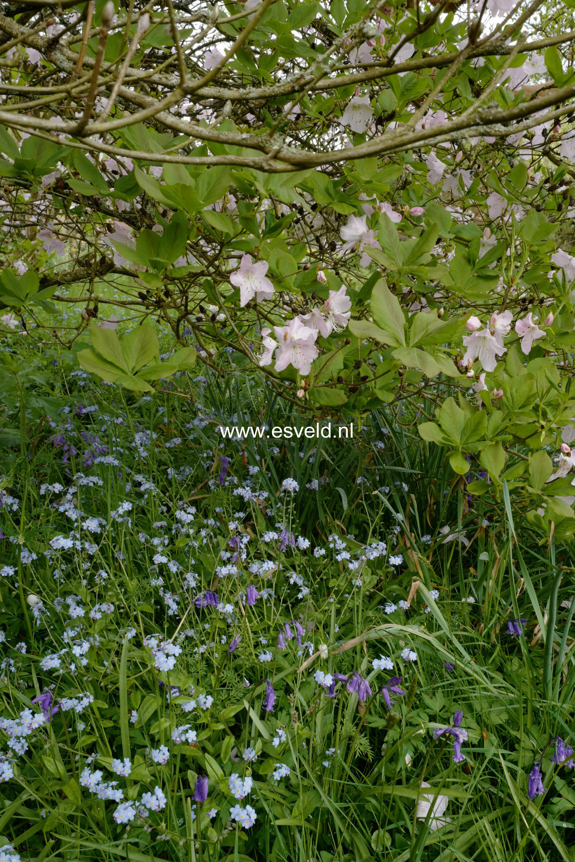 Rhododendron schlippenbachii