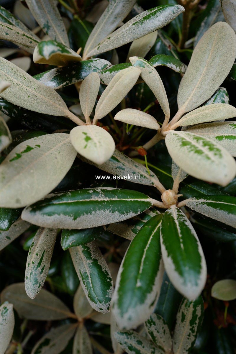 Rhododendron yakushimanum