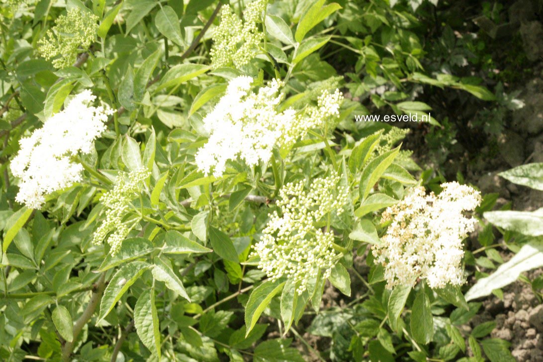 Sambucus nigra