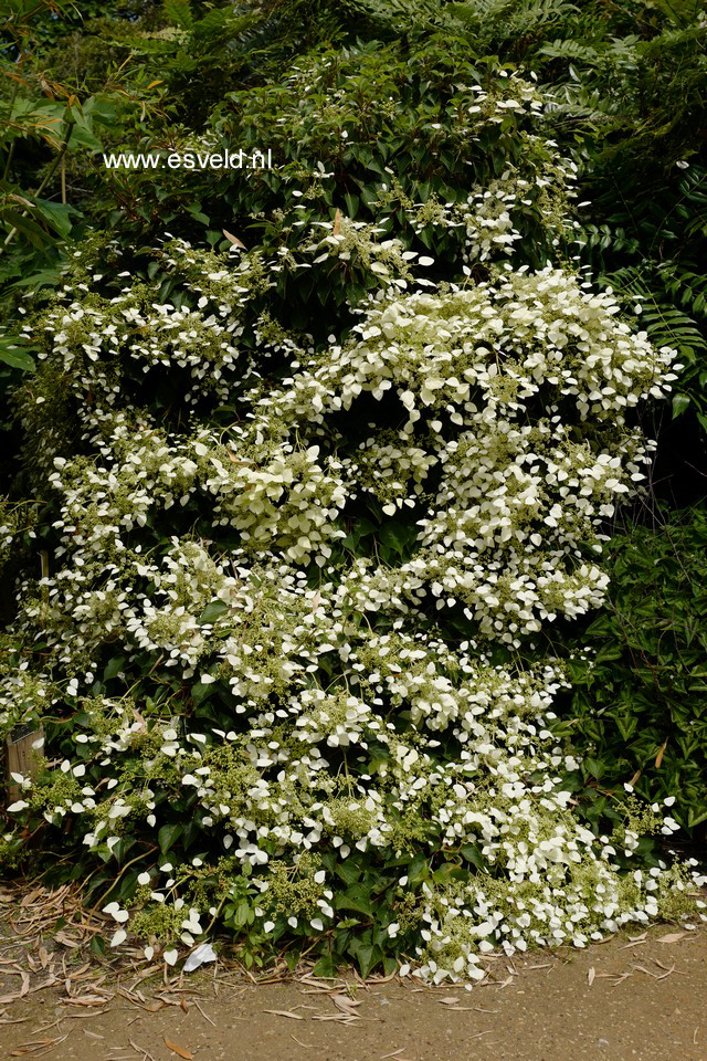 Schizophragma hydrangeoides