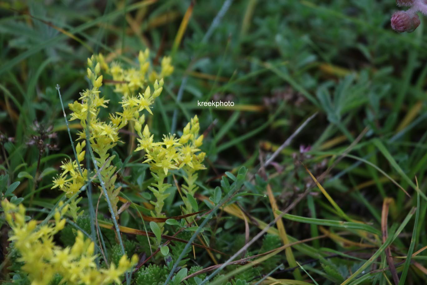 Sedum acre