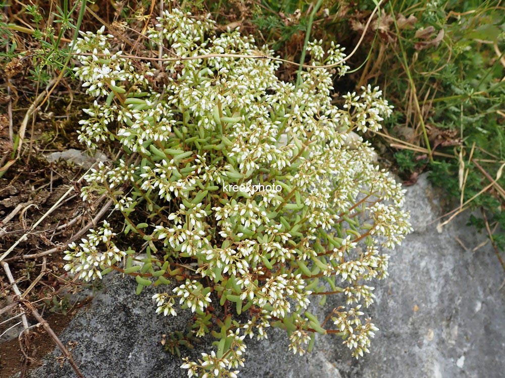 Sedum album