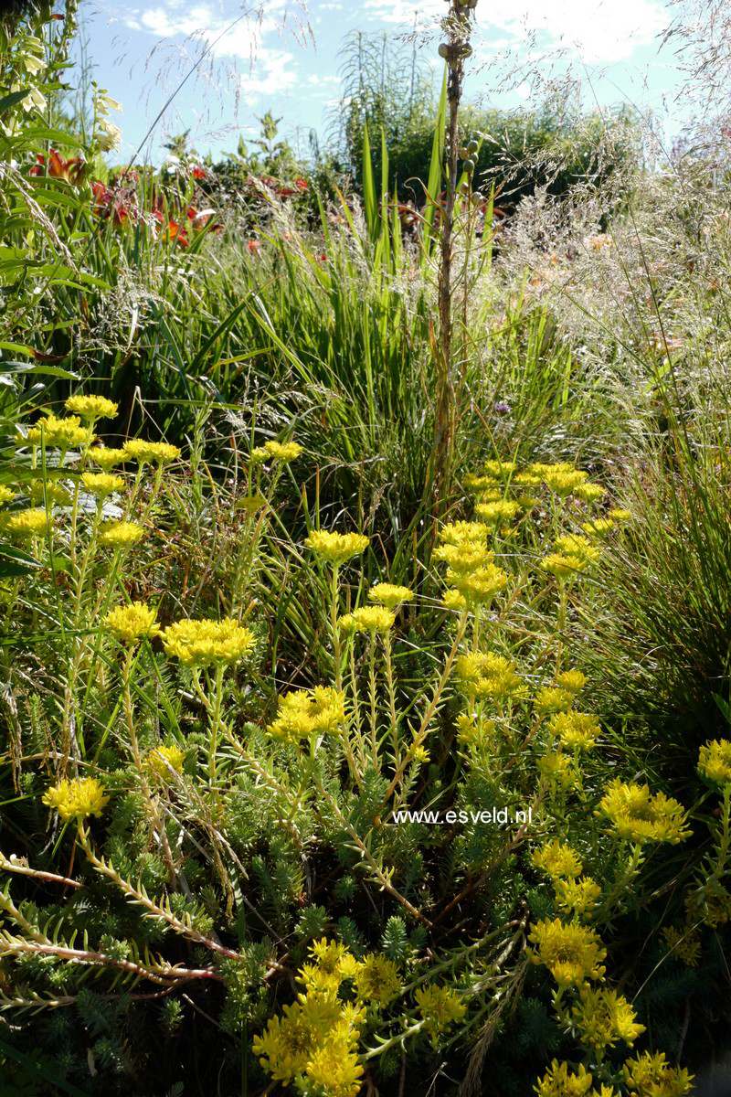 Sedum reflexum