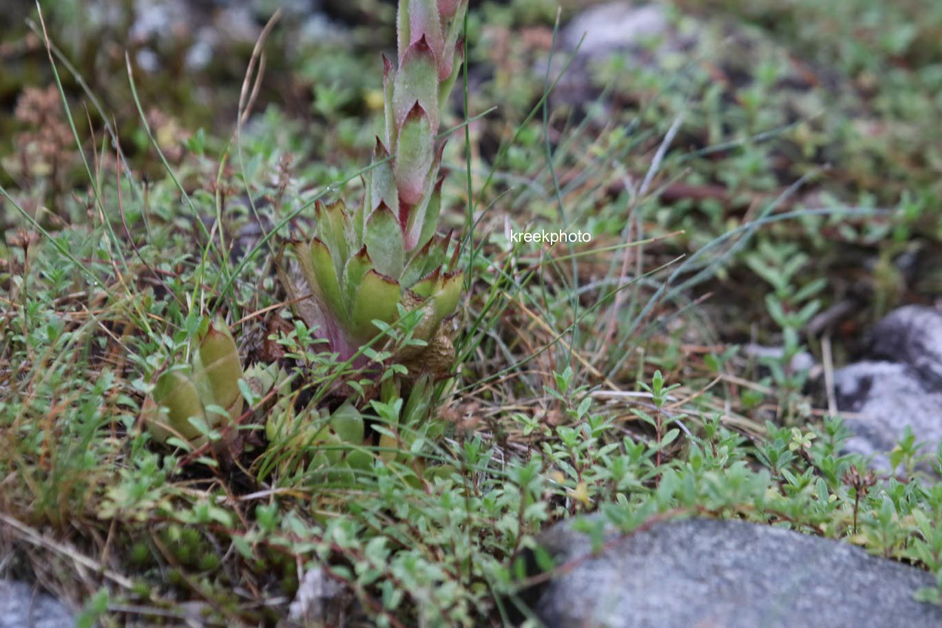 Sempervivum tectorum