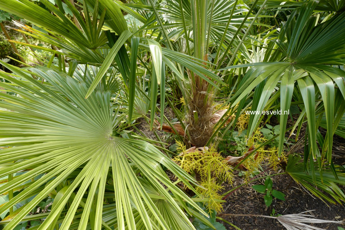 Trachycarpus fortunei