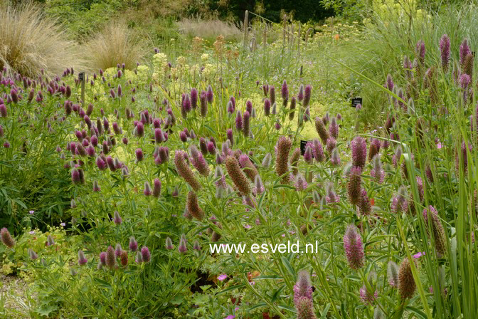 Trifolium rubens