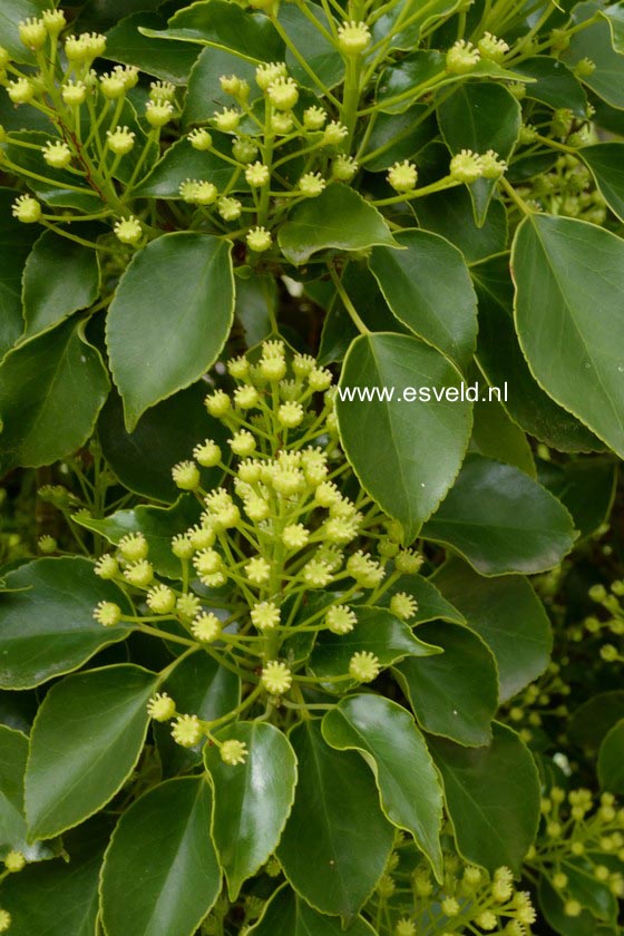 Trochodendron aralioides