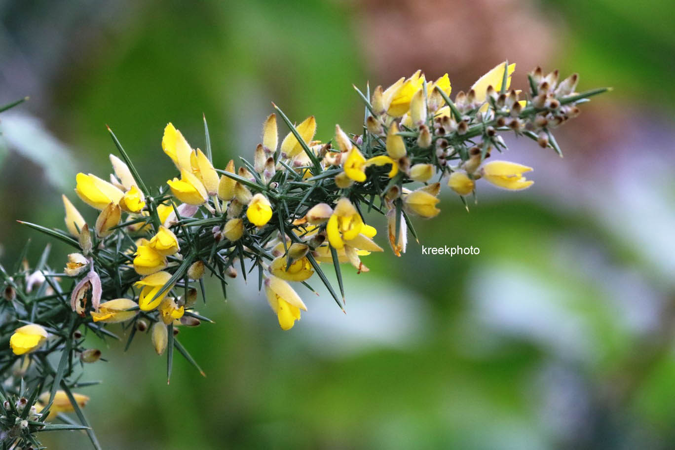 Ulex europaeus