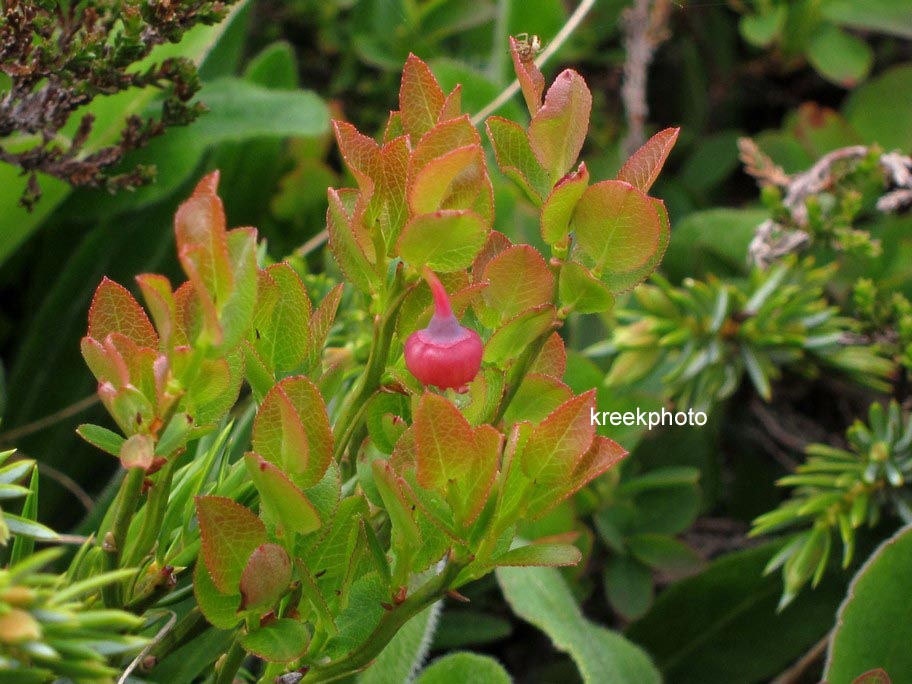 Vaccinium myrtillus