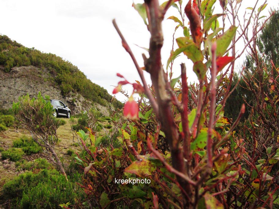 Vaccinium padifolium