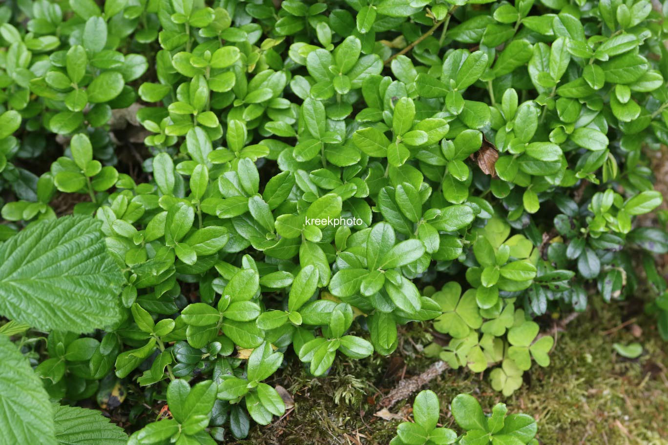 Vaccinium vitis-idaea