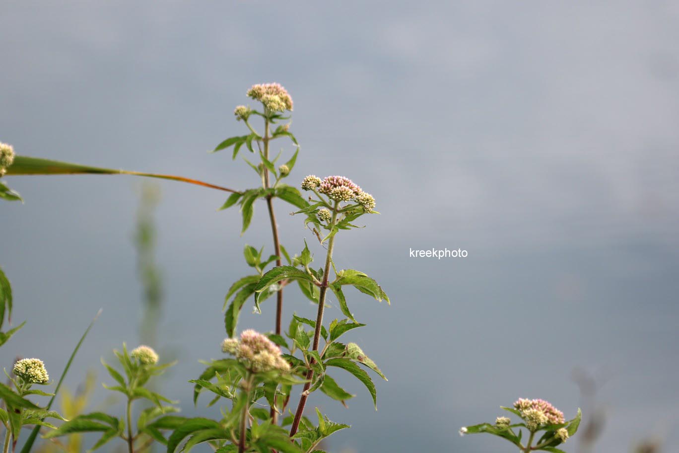 Valeriana officinalis