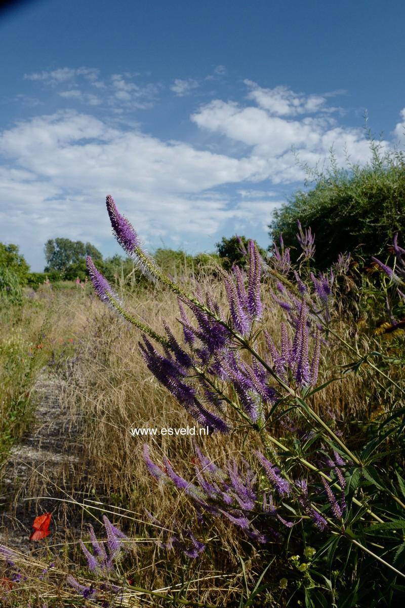 Veronicastrum virginicum 'Fascination'