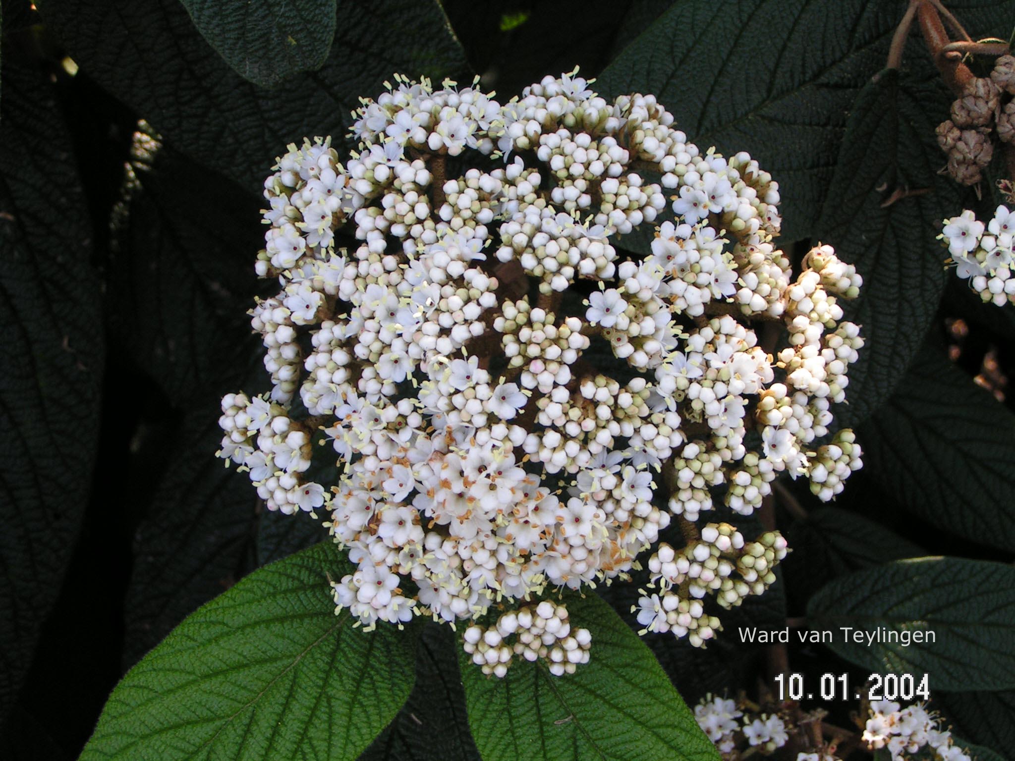 Viburnum rhytidophyllum 'Dart's Duke' (INTERDUKE)