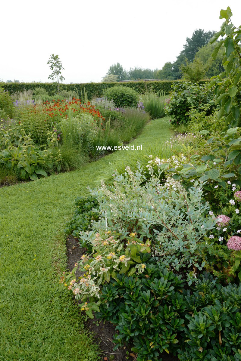Zenobia pulverulenta 'Blue Sky'