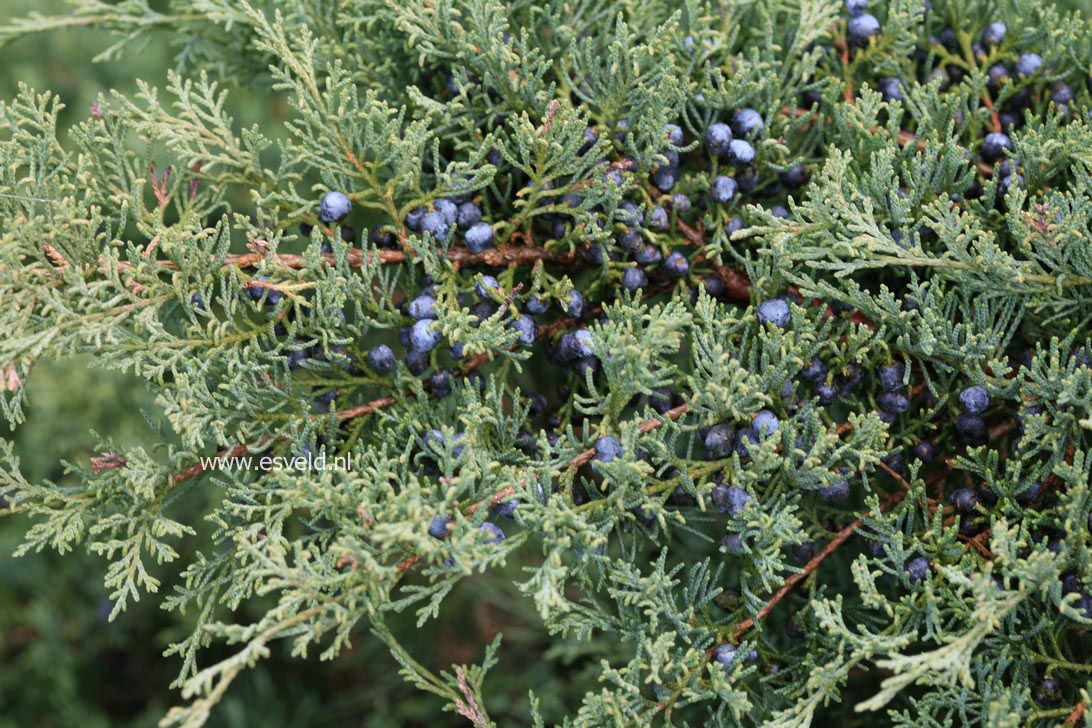 Juniperus virginiana 'Blue Cloud'
