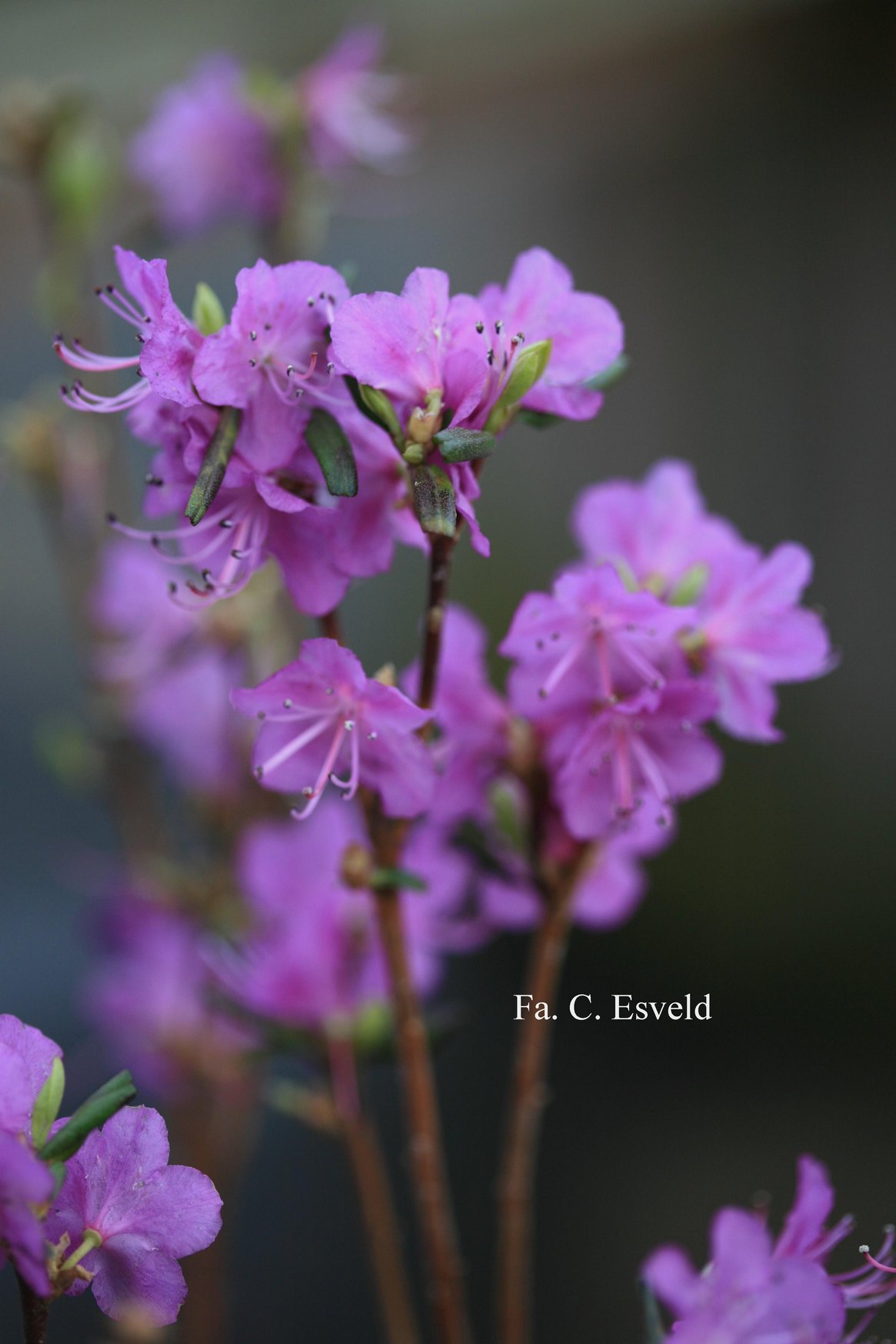 Rhododendron dauricum 'Midwinter' (20276)