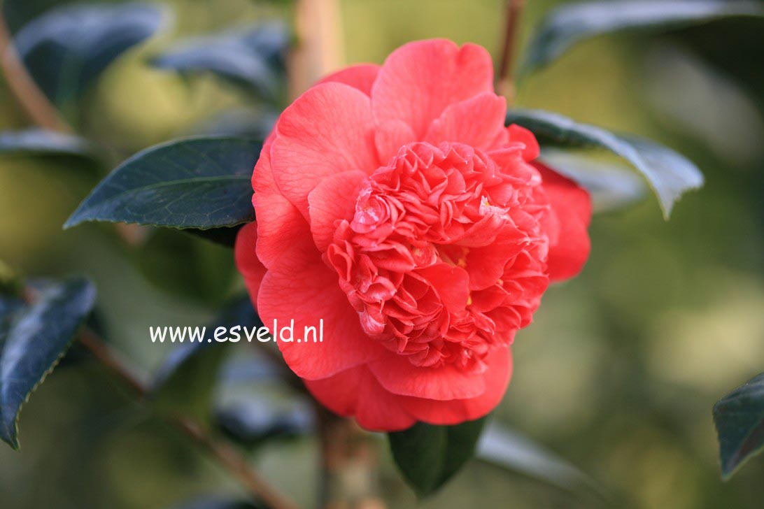 Camellia japonica 'Red Fellow'