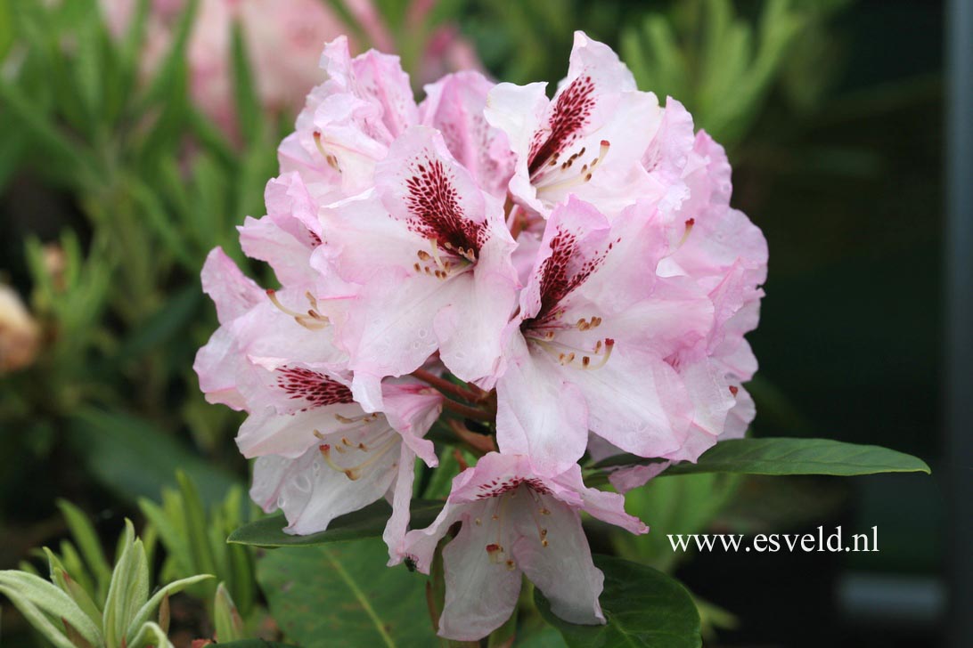 Rhododendron 'Herbstfreude'