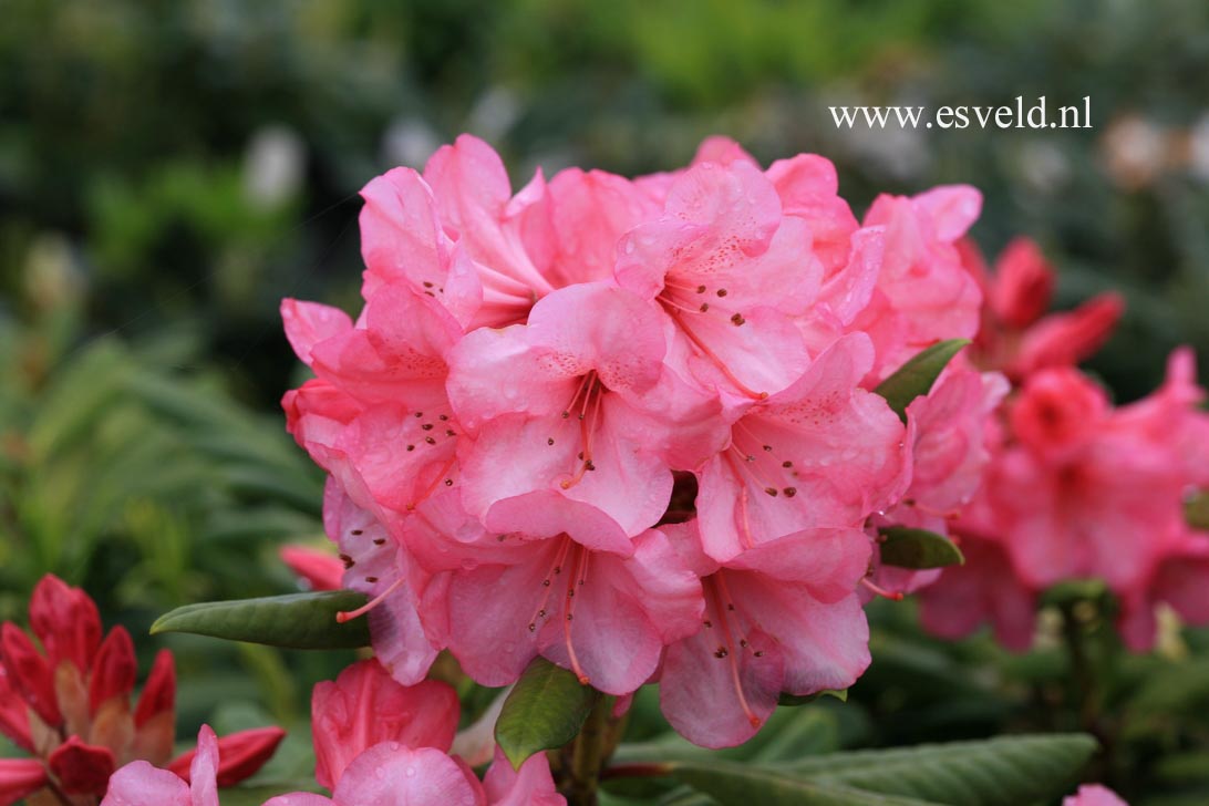 Rhododendron 'Dandy' (20714)