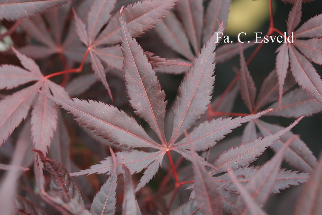 Acer palmatum 'Beni goromo' (20894)