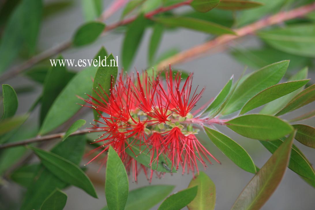 Callistemon rugulosus (20958)