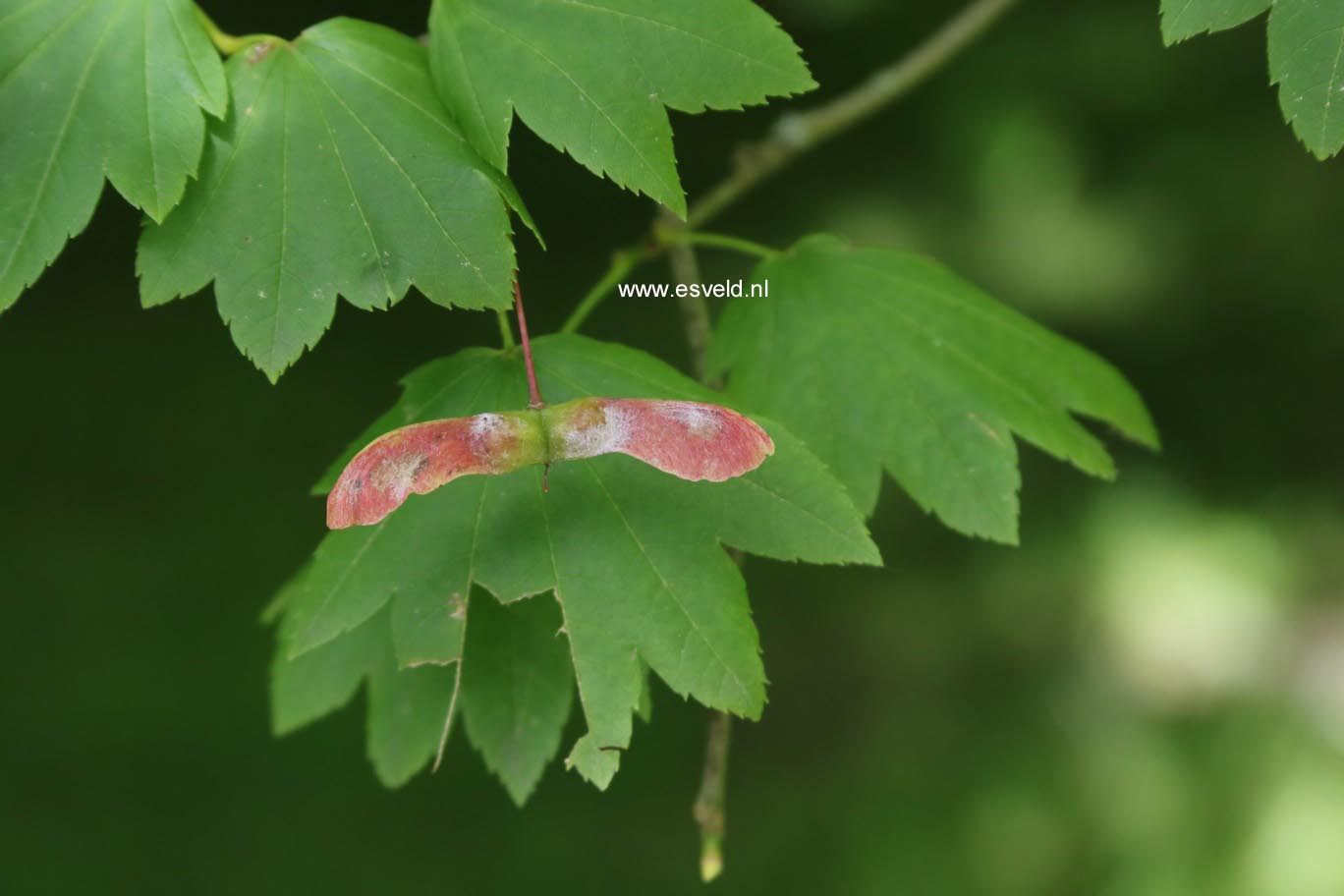 Acer circinatum