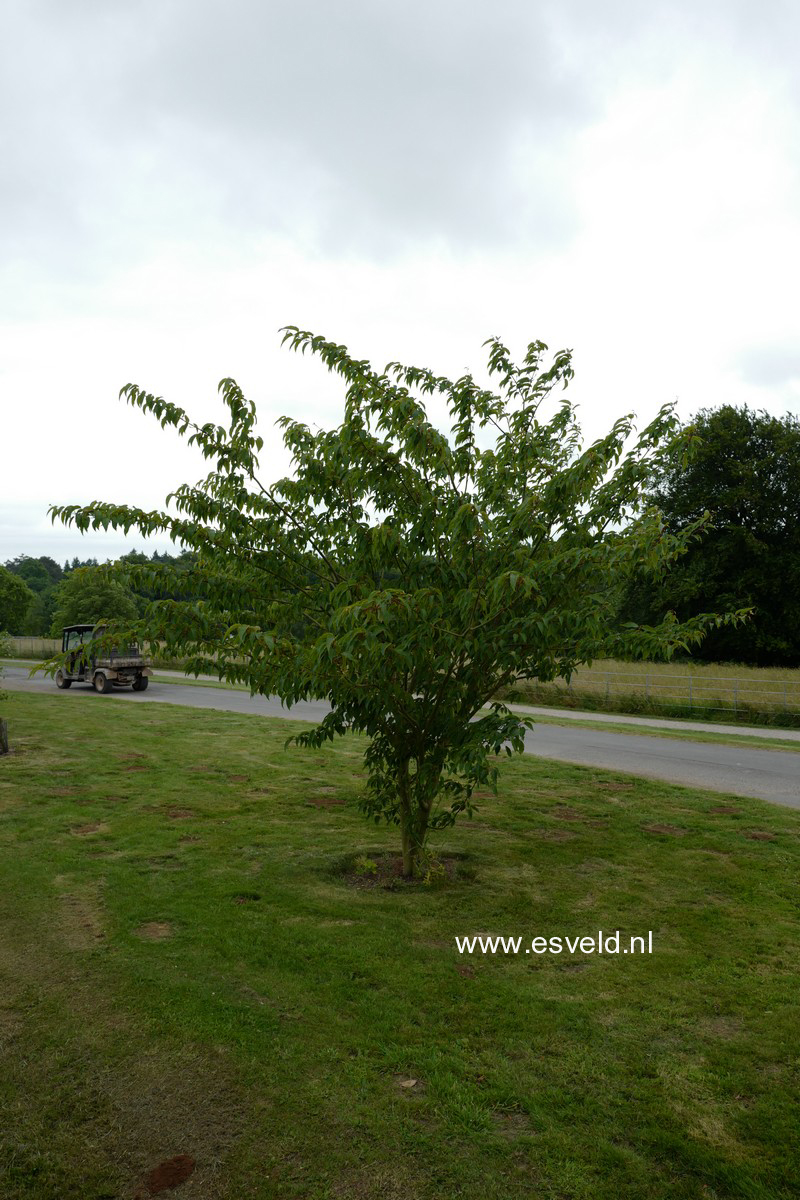 Acer davidii 'Karmen'