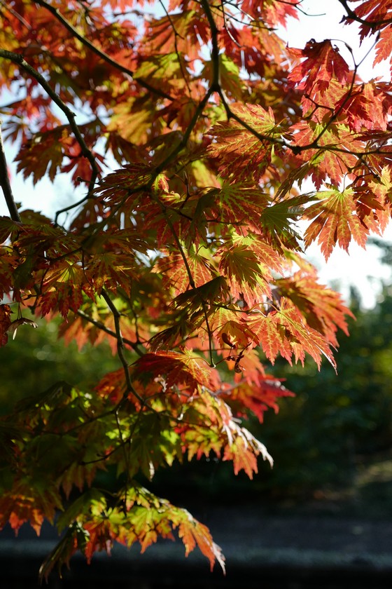 Acer japonicum 'Attaryi'