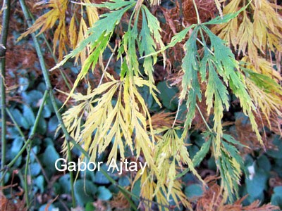 Acer palmatum 'Dissectum Paucum'