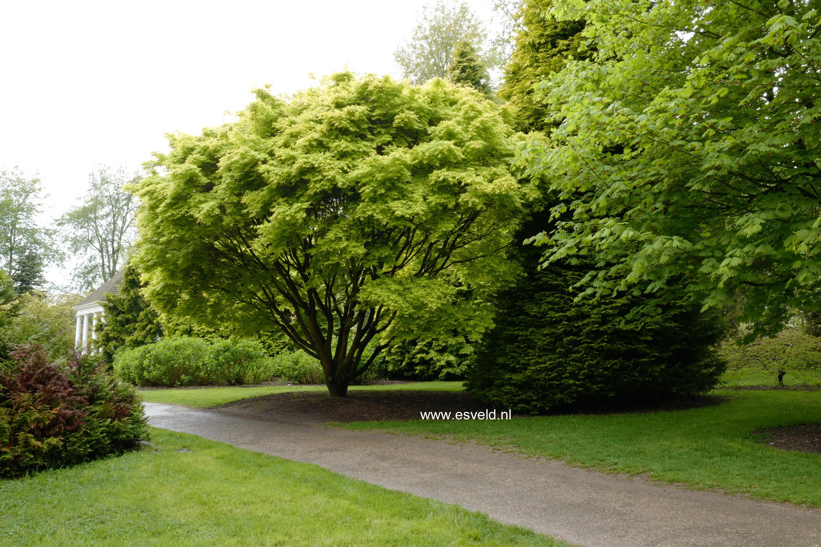Acer palmatum 'Katsura'