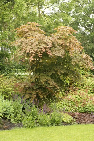Acer palmatum 'Mirte'