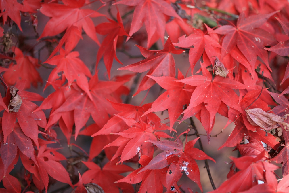 Acer palmatum 'Osakazuki'