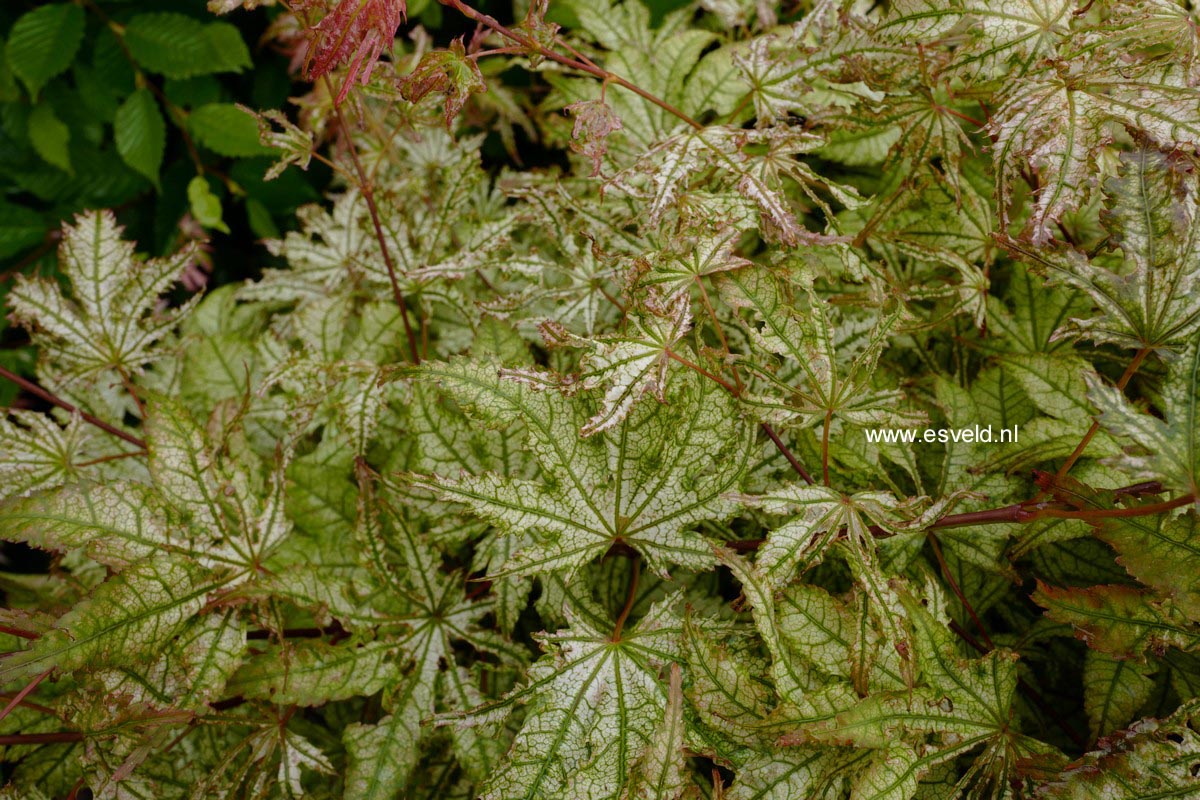Acer palmatum 'Reticulatum Como'