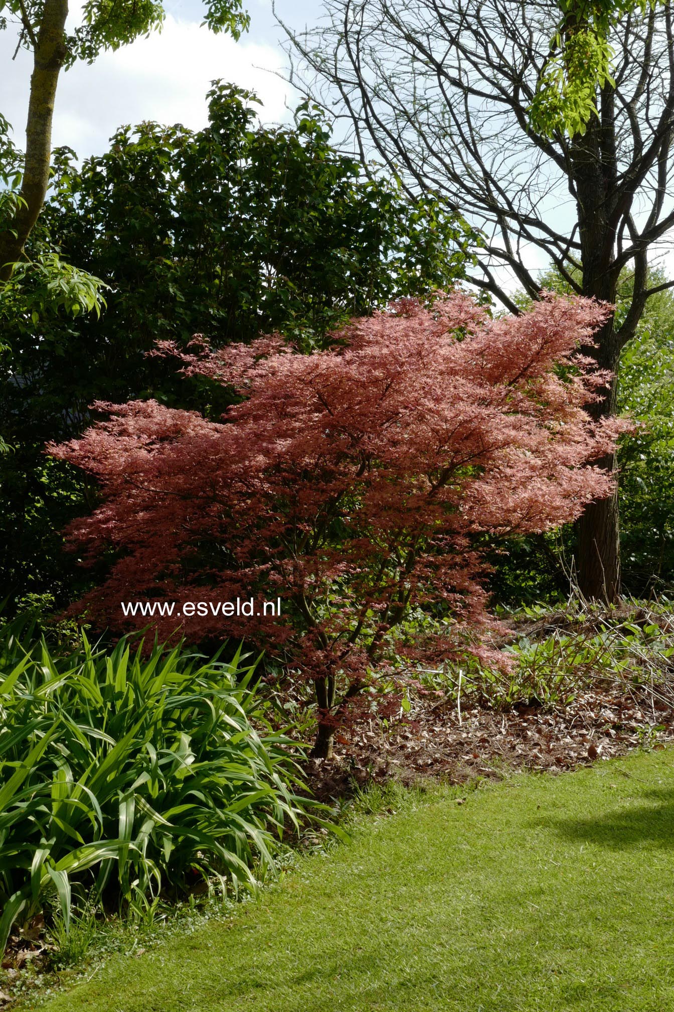 Acer palmatum 'Seigen'