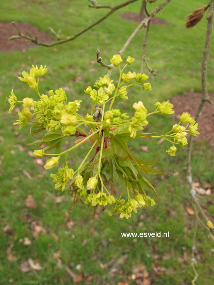 Acer pictum